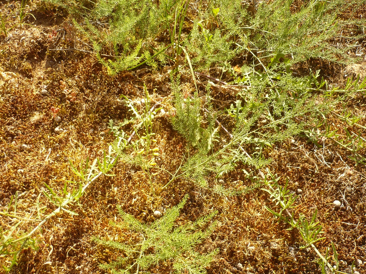 Asparagus officinalis subsp. prostratus (Asparagaceae)